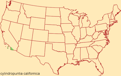 Distribution map for cylindropuntia californica