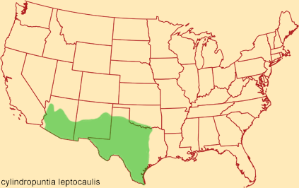 Distribution map for cylindropuntia leptocaulis