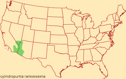 Distribution map for cylindropuntia ramosissima