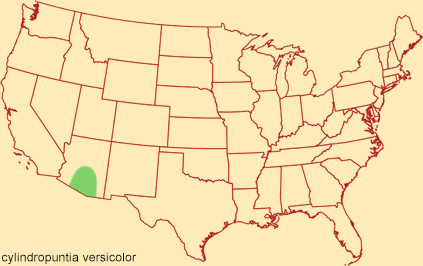 Distribution map for cylindropuntia versicolor