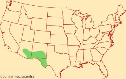Distribution map for opuntia macrocentra
