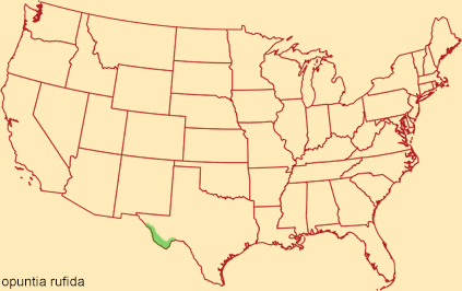 Distribution map for opuntia rufida