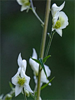 Narrow, white flowers