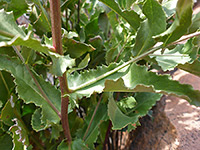 Irregularly toothed leaves