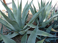 Group of rough agave plants
