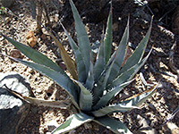 Spiny leaves of the desert agave