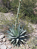 Stalk of desert agave flower