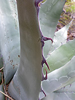 Leaf teeth, Havard agave