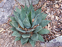 Parry's agave, broad leaves