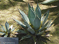 Two Phillips agave plants