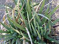 Wide leaves of Toumey's agave