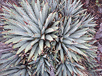 Cluster of the Utah agave