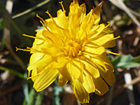 Golden-yellow flowerhead