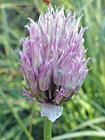 Wild chives
