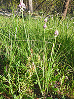 Plant in long grass