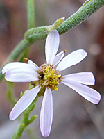 Flowerhead and stem
