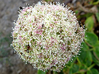 Pinkish-white inflorescence