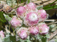 Eight flowerheads