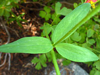 Ternate leaf