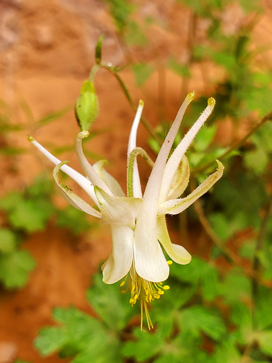 Pendent flower