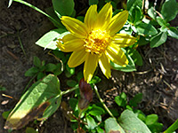 Flower and leaves