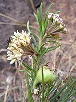 Pineneedle Milkweed