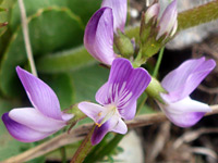 Purple-white flowers