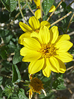 Yellow flower, Yellow flower of bahiopsis parishii, in Tubb Canyon, Anza Borrego Desert State Park, California