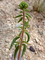 Buds and upper stem leaves