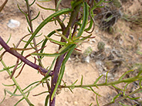 Branched stem
