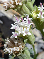 Five-petaled florets