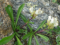 Chionophila jamesii