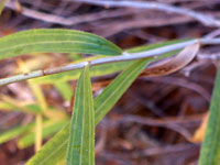 Ciliate leaves