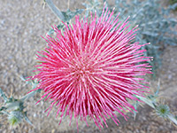 Reddish-pink flowerhead