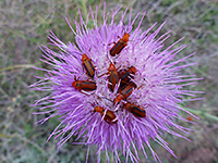 Beetles on a flowerhead