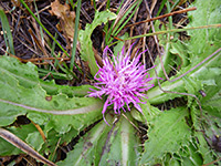 Meadow Thistle