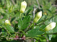 Leaves and buds