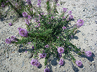 Rocky Mountain Bee-Plant