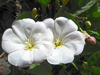 Pair of white flowers