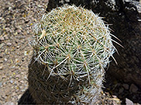 Spines of Santa Cruz beehive cactus