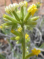 Basin yellow cryptantha