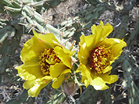Yellow buckhorn cholla flowers