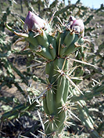 Two cholla buds