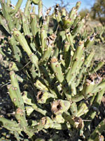 Sparse cholla spines