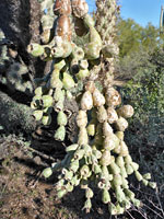 Chains of jumping cholla fruit