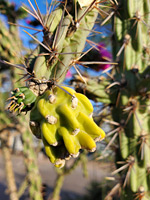 Spineless fruit of the tree cholla