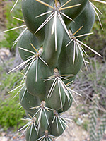 Tree cholla spines