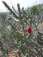 Red candle cholla fruit