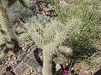 Branched stem of Munz's cholla