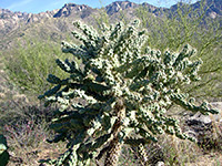 Branched stems of cane cholla